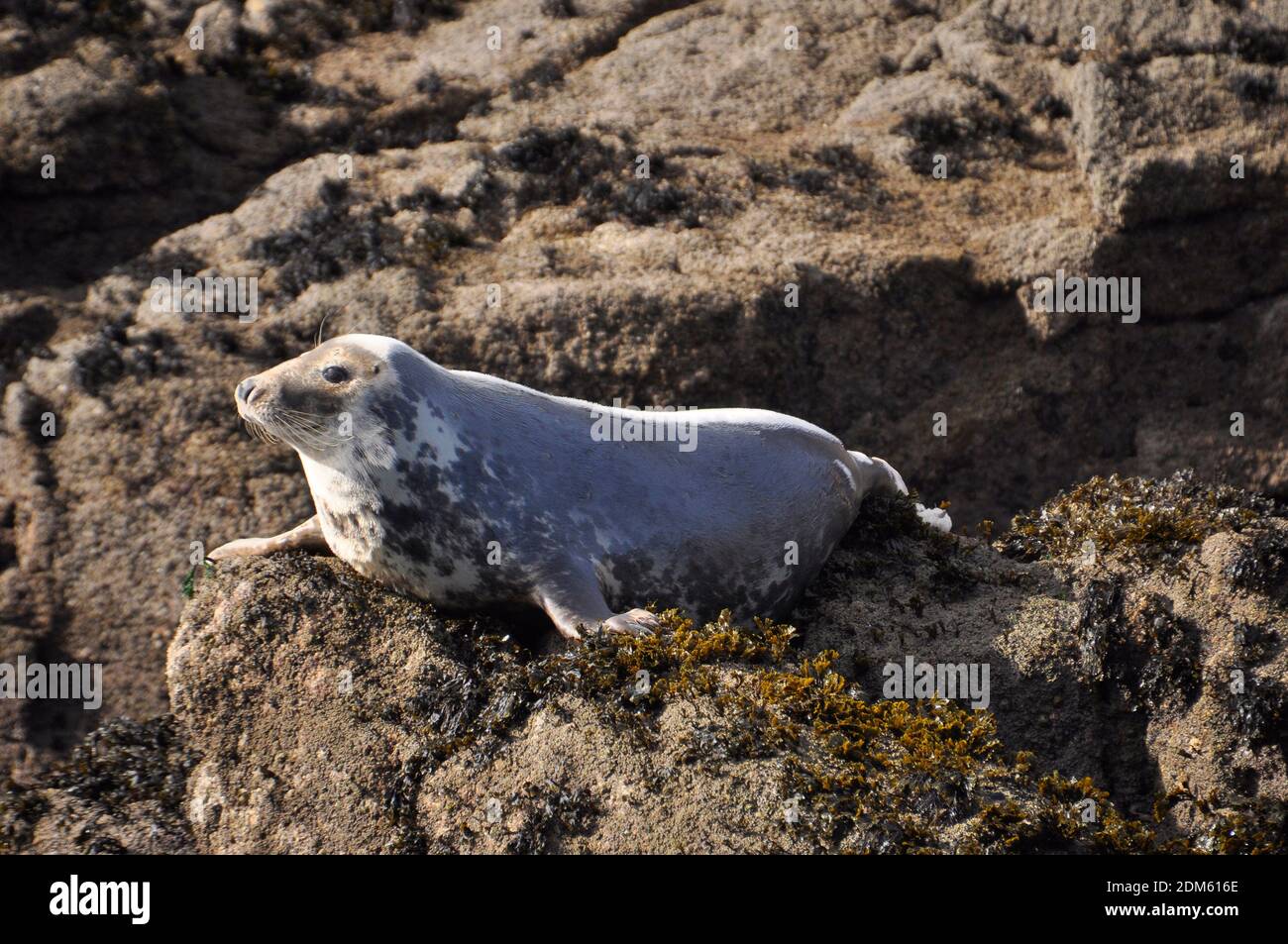 Una sola foca gris del Atlántico norte mantenga un ojo cauteloso abierto de las rocas en las Islas del archipiélago de Scilly. Cornwall, Reino Unido Foto de stock