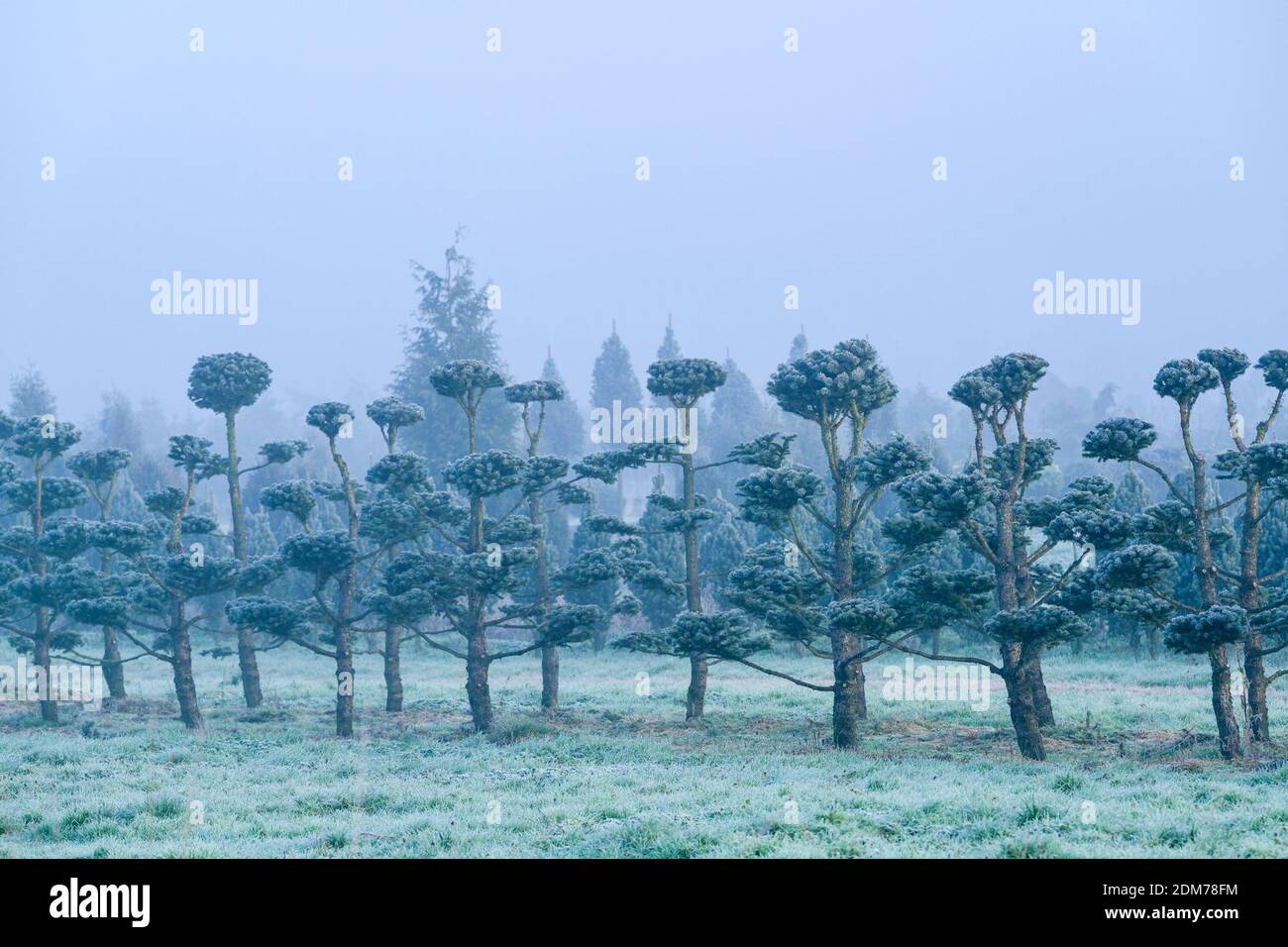 Frosty, poda, árboles perennes, Tree Farm, Pitt Meadows, British Columbia, Canadá Foto de stock