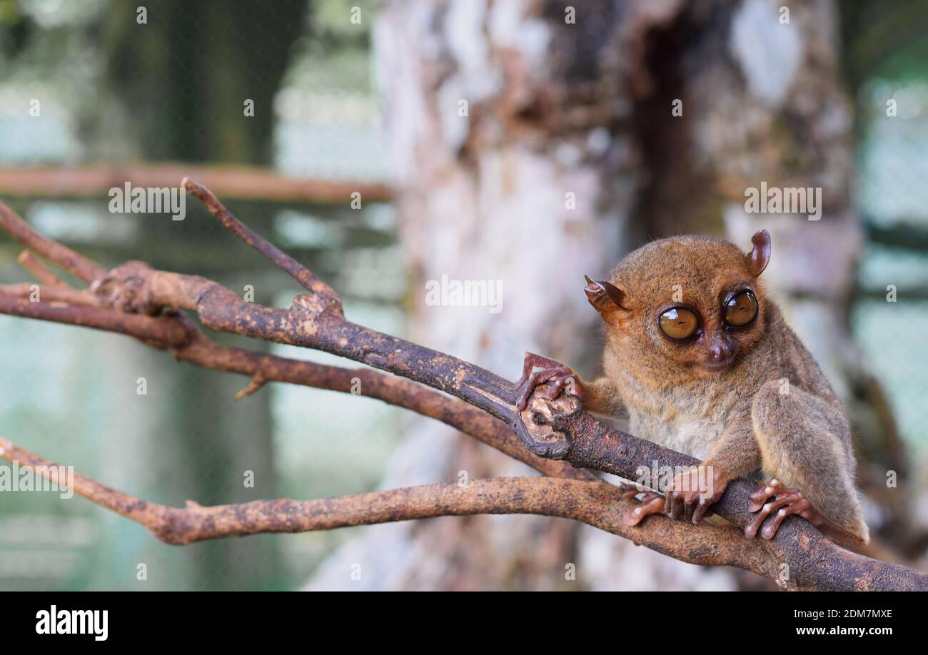 Mono de ojos grandes fotografías e imágenes de alta resolución - Alamy