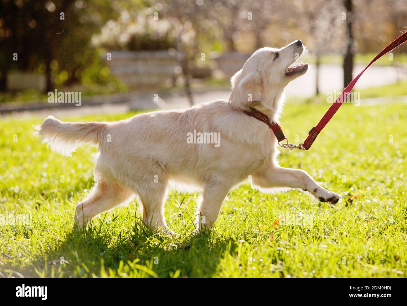 el cachorro golden retriever corre Foto de stock