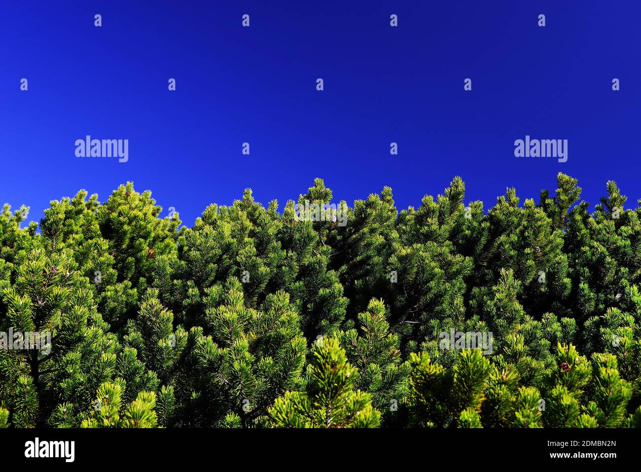 Ángulo de visión baja de árboles contra el cielo azul claro Foto de stock