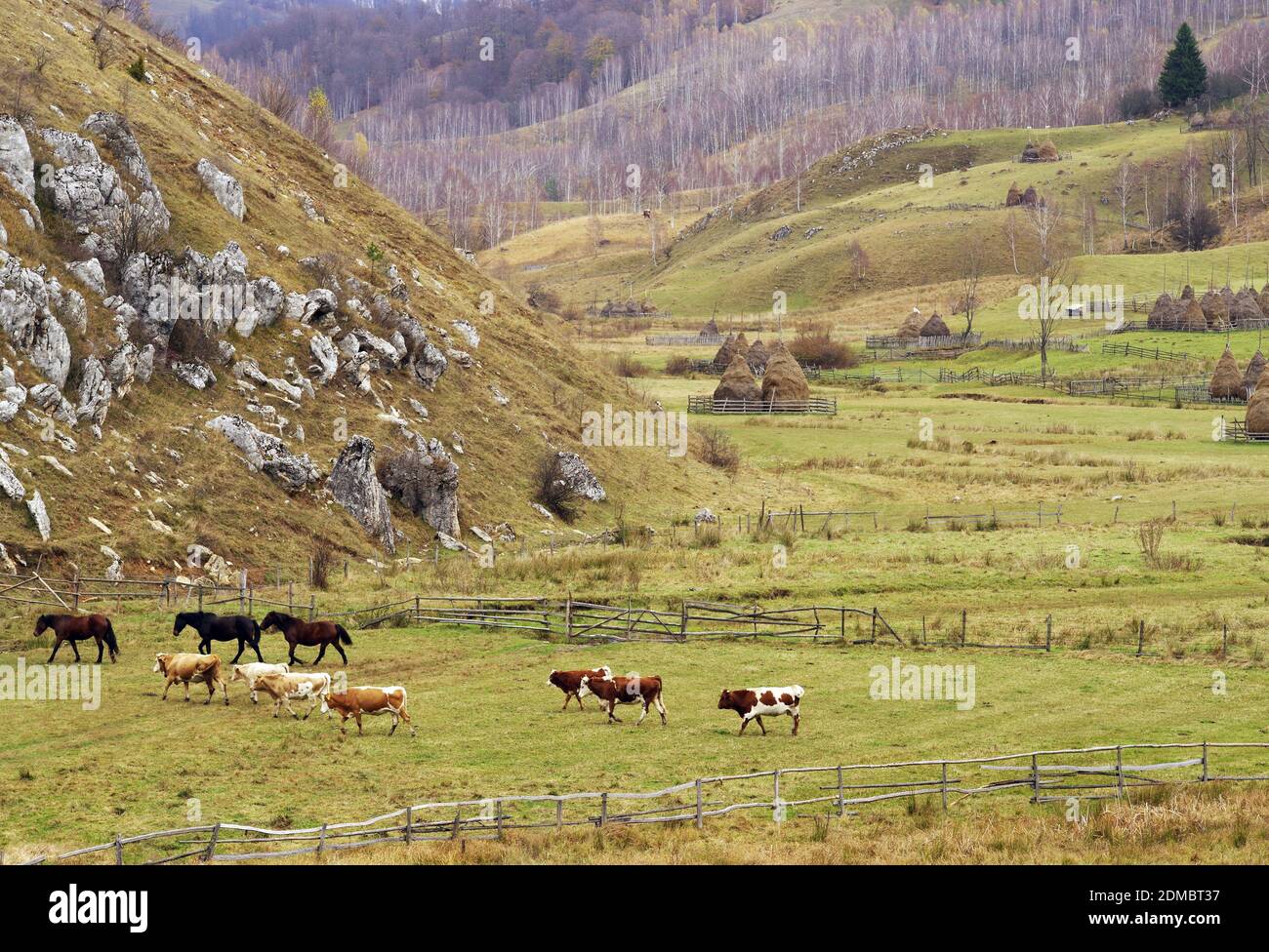 Vista en ángulo alto de vacas y caballos en el campo de grassy Foto de stock