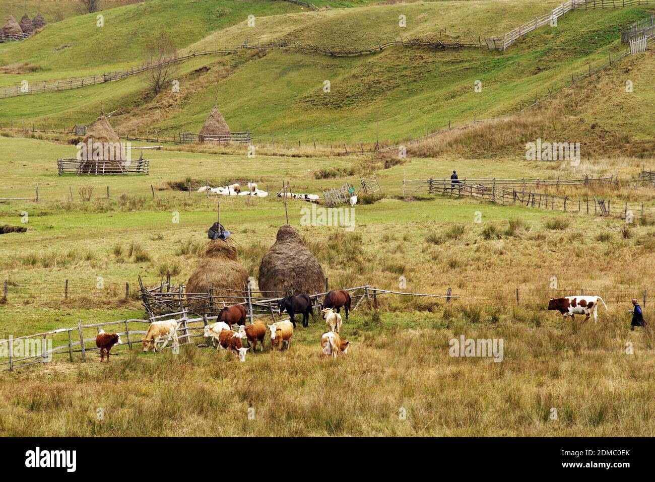 Un alto ángulo de visualización de las vacas que pastan en el campo Foto de stock