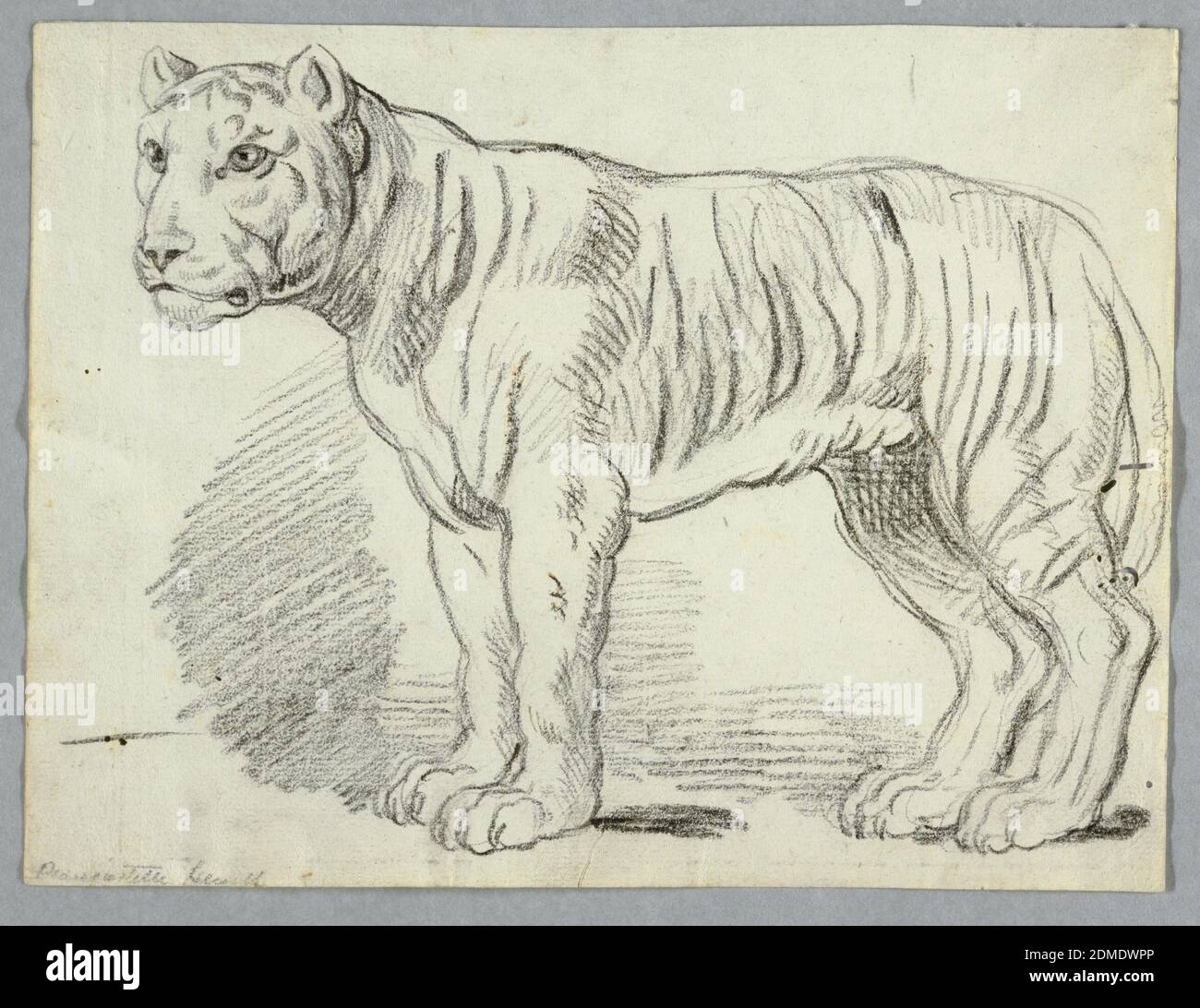 Estudio de un tigre, carbón sobre papel, tigre de pie, mirando hacia la izquierda., Italia, ca. 1815, estudios de naturaleza, dibujo Foto de stock