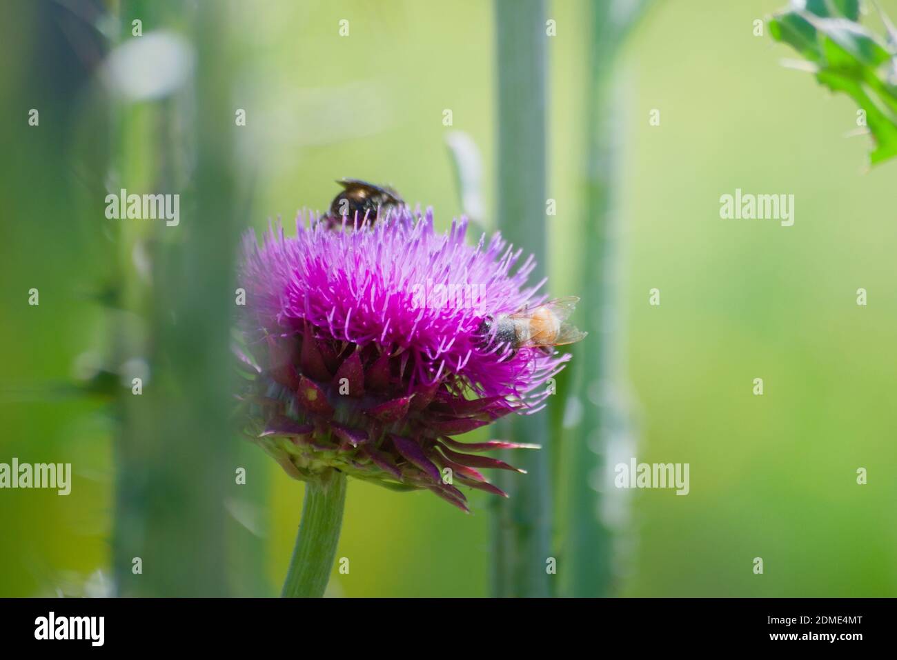 Insectos recolectando néctar y polen de una flor de cardo en flor a finales de  la primavera Fotografía de stock - Alamy