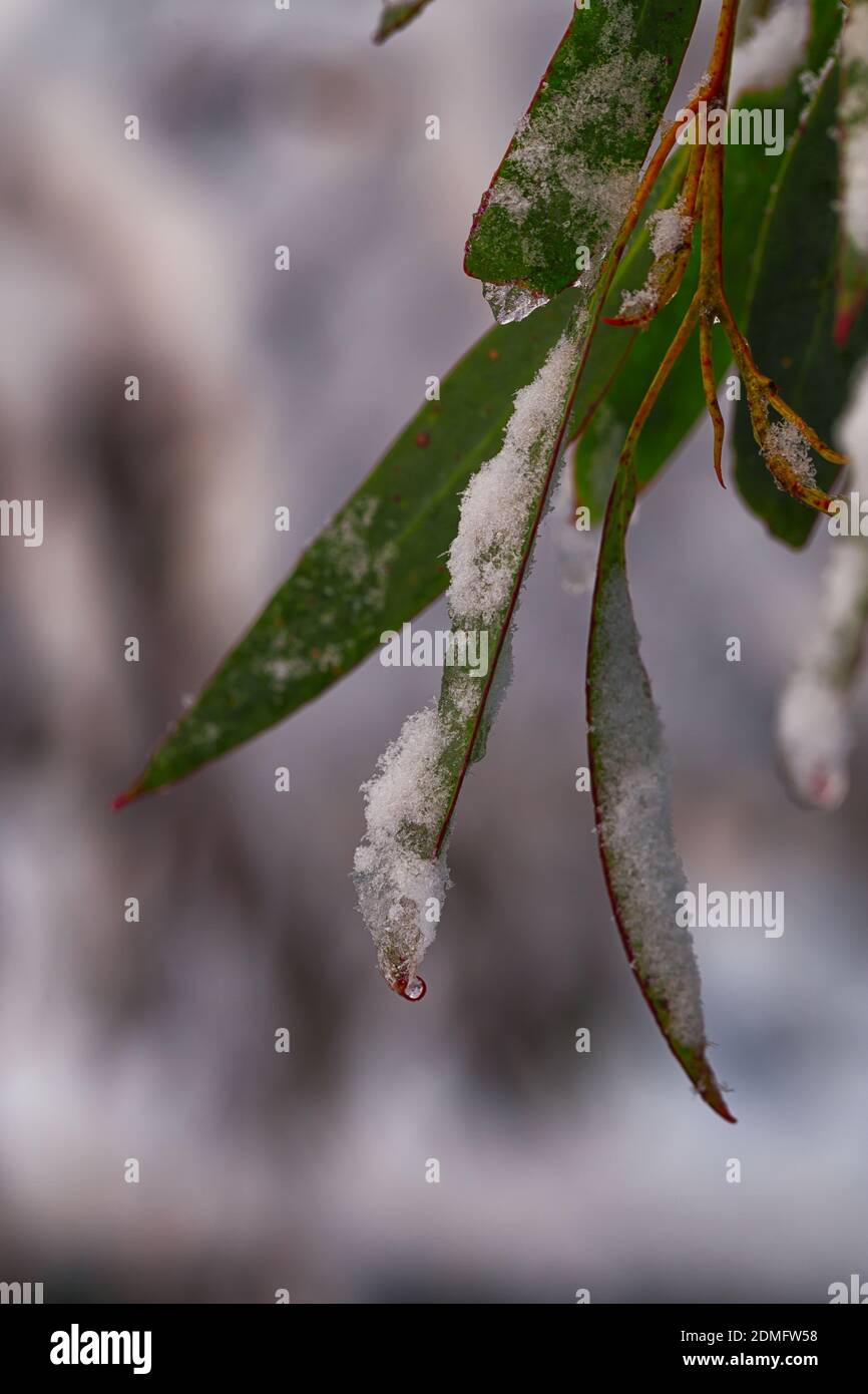 Nieve y hielo en una hoja de eucalipto Fotografía de stock Alamy