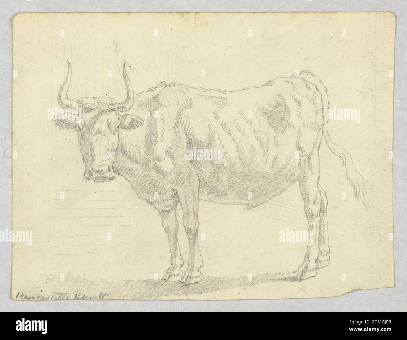 Estudio de una vaca, grafito sobre papel, Vista de una vaca mirando hacia la izquierda, Italia, 1750–1800, Estudios de naturaleza, dibujo Foto de stock