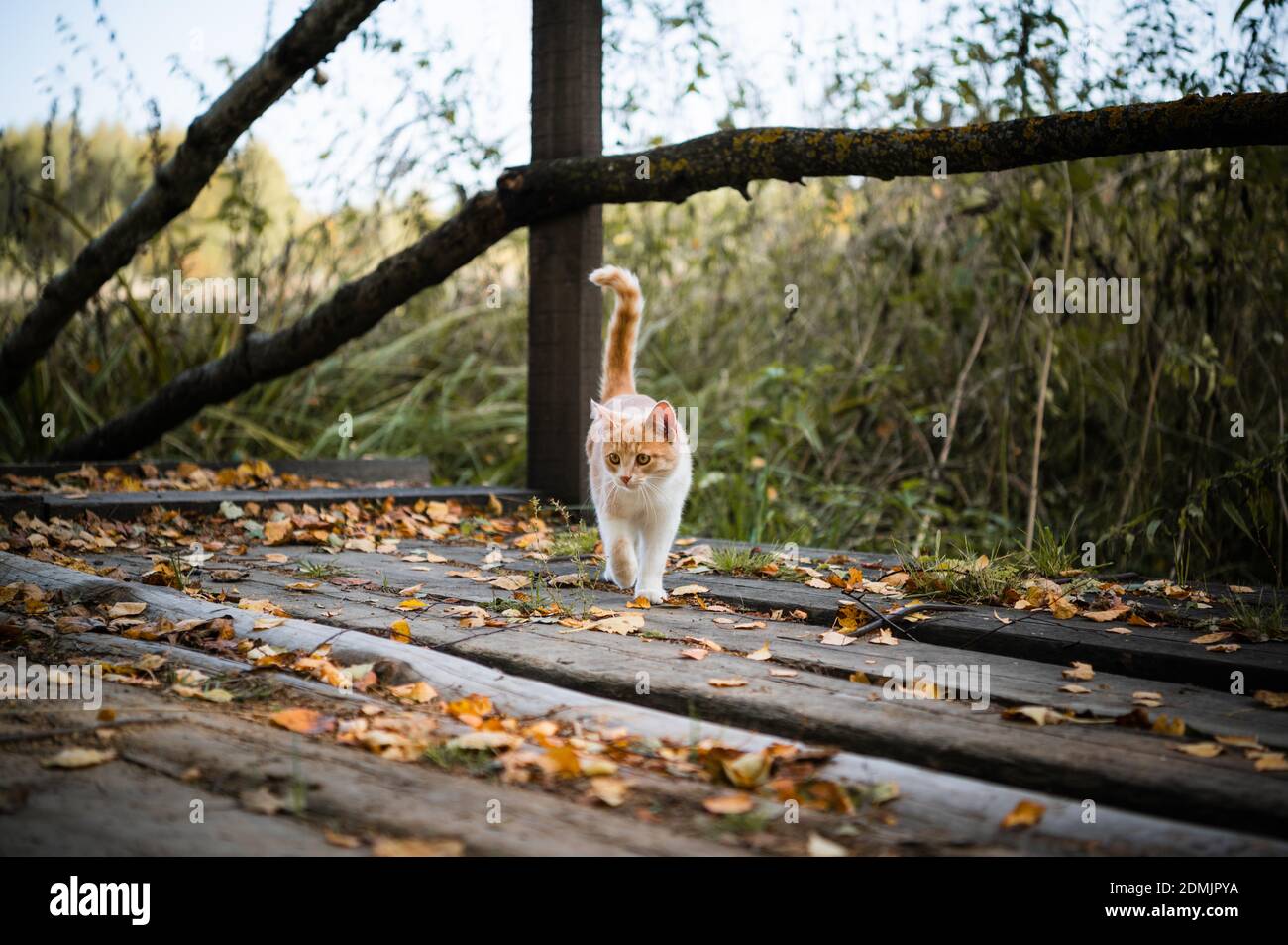 Un lindo gatito fue primero a dar un paseo por el bosque, jugando con hojas en un puente de madera. Foto de stock