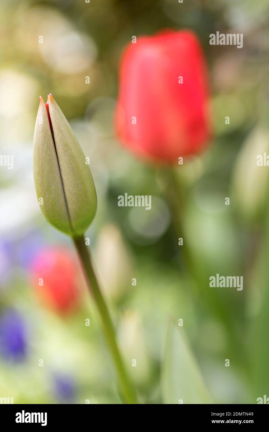 Tulipanes rojos en un jardín, Reino Unido Foto de stock
