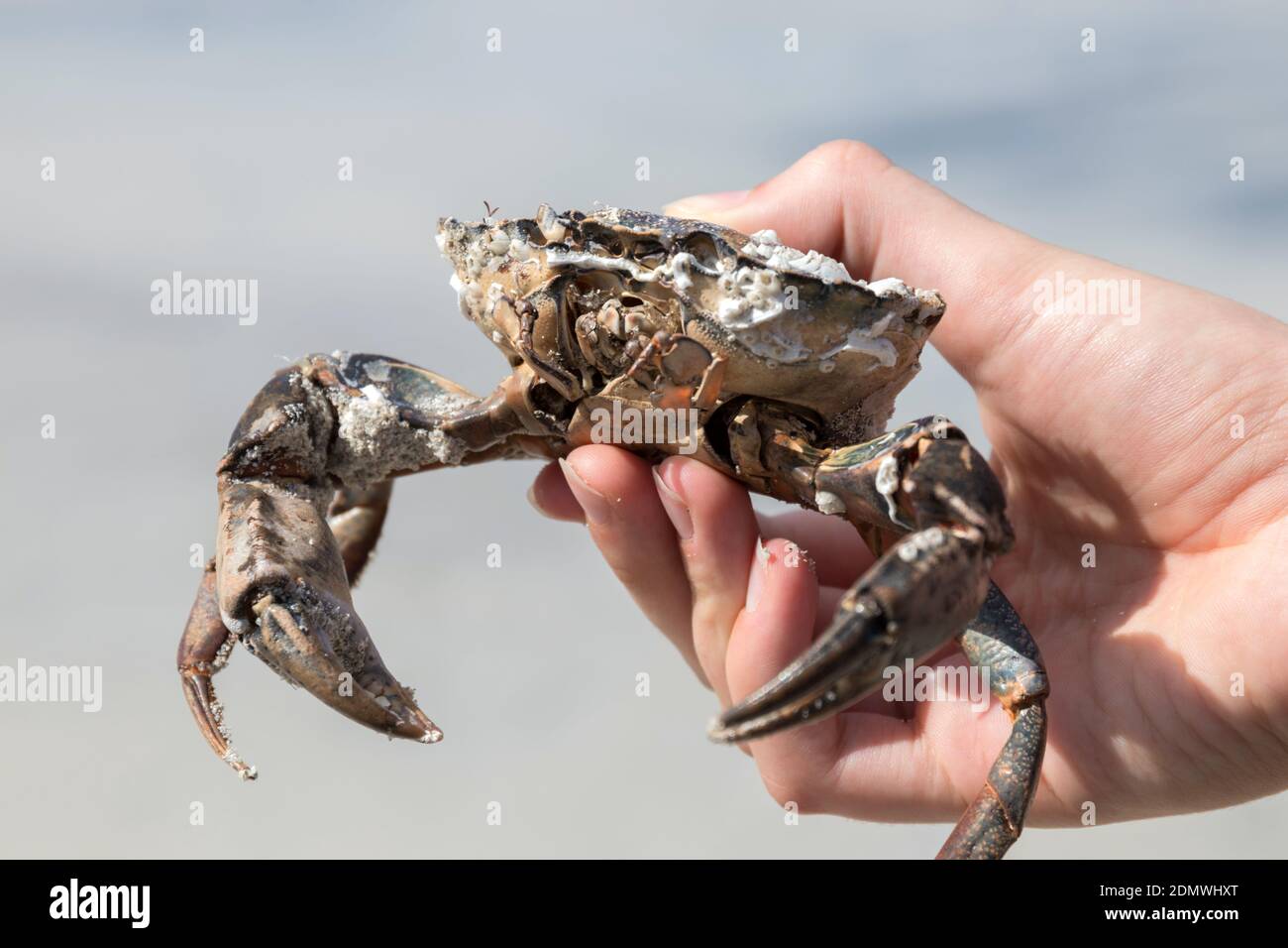 Sosteniendo un cangrejo común de la orilla en la mano Foto de stock