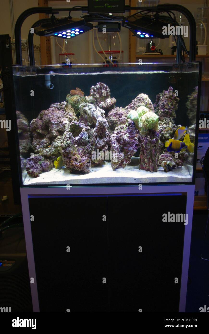 Acuario marino de arrecifes de coral con sistema de iluminación LED  Fotografía de stock - Alamy