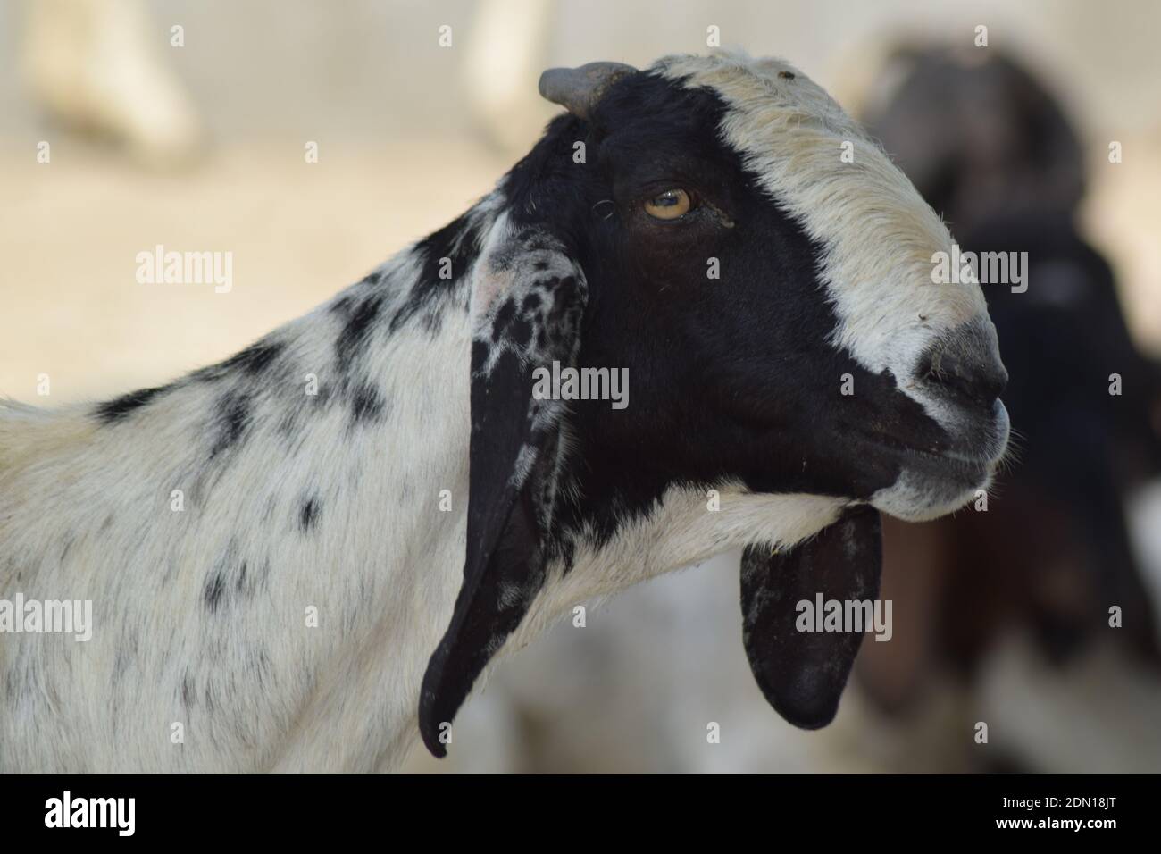 Close-up de una cabra Foto de stock