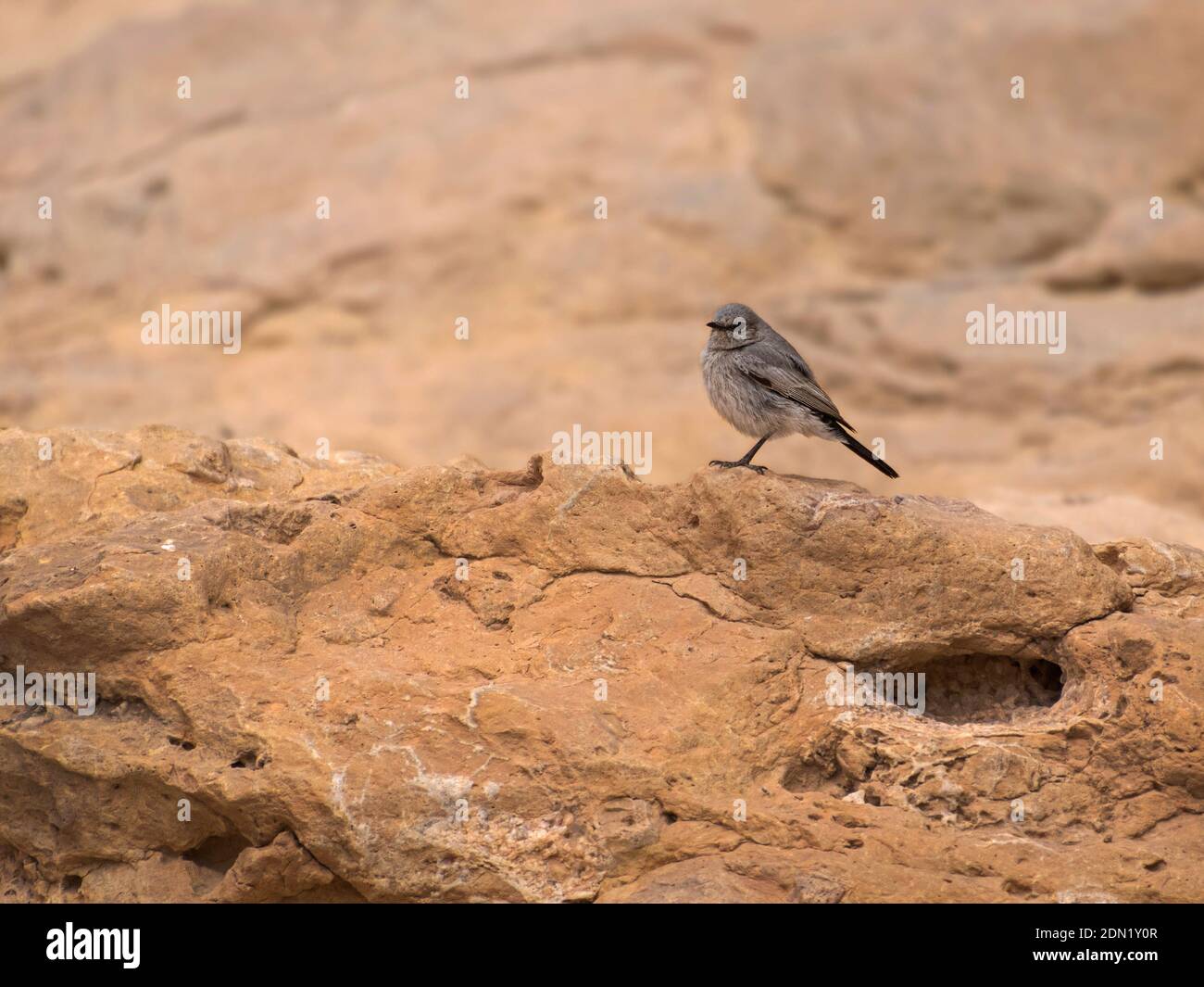un pájaro gris oscuro de arranque negro posado sobre un naranja rojo piedra caliza en el cráter makhtesh ramon en israel con un acantilado borroso en el fondo Foto de stock