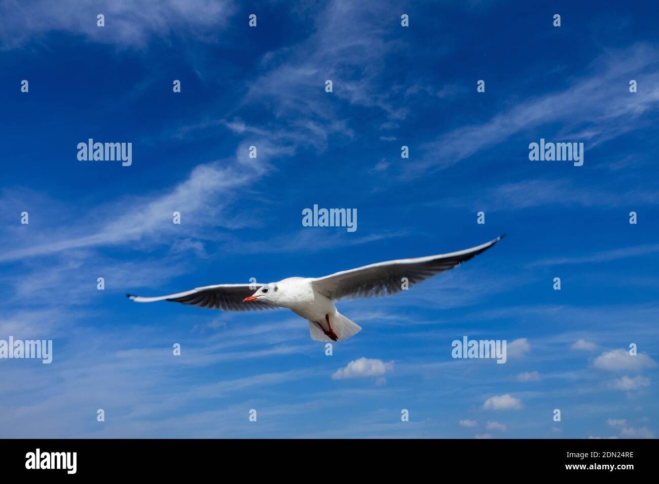 Gaviota volando, fondo azul cielo Foto de stock