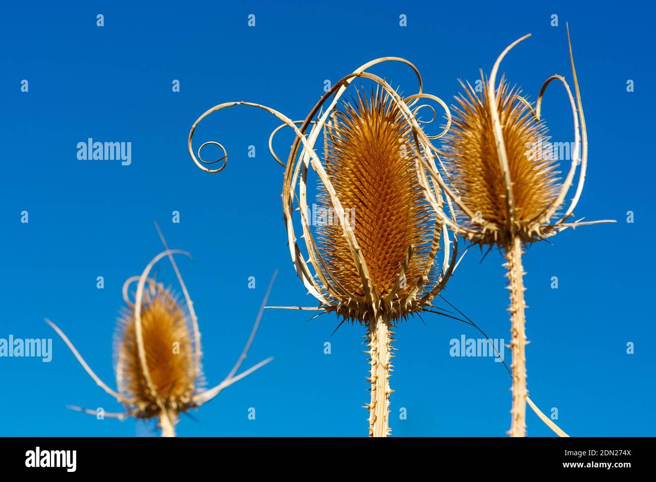 Detalle de Dipsacus Laciniatus, Valconma, Italia Foto de stock