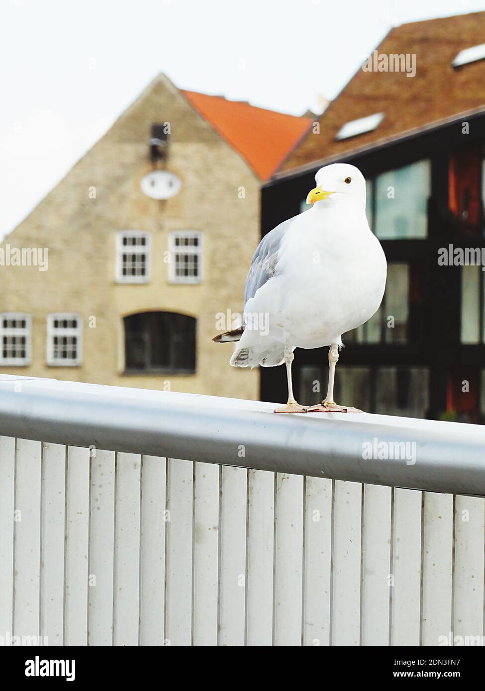 Seagul en el puente de Copenhague Foto de stock