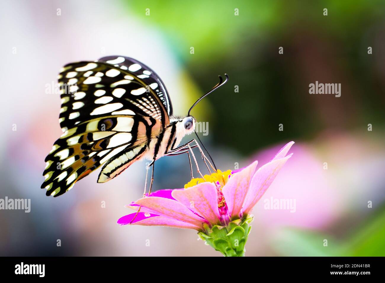 Cerca de Butterfly Polinizando en flor rosa Foto de stock