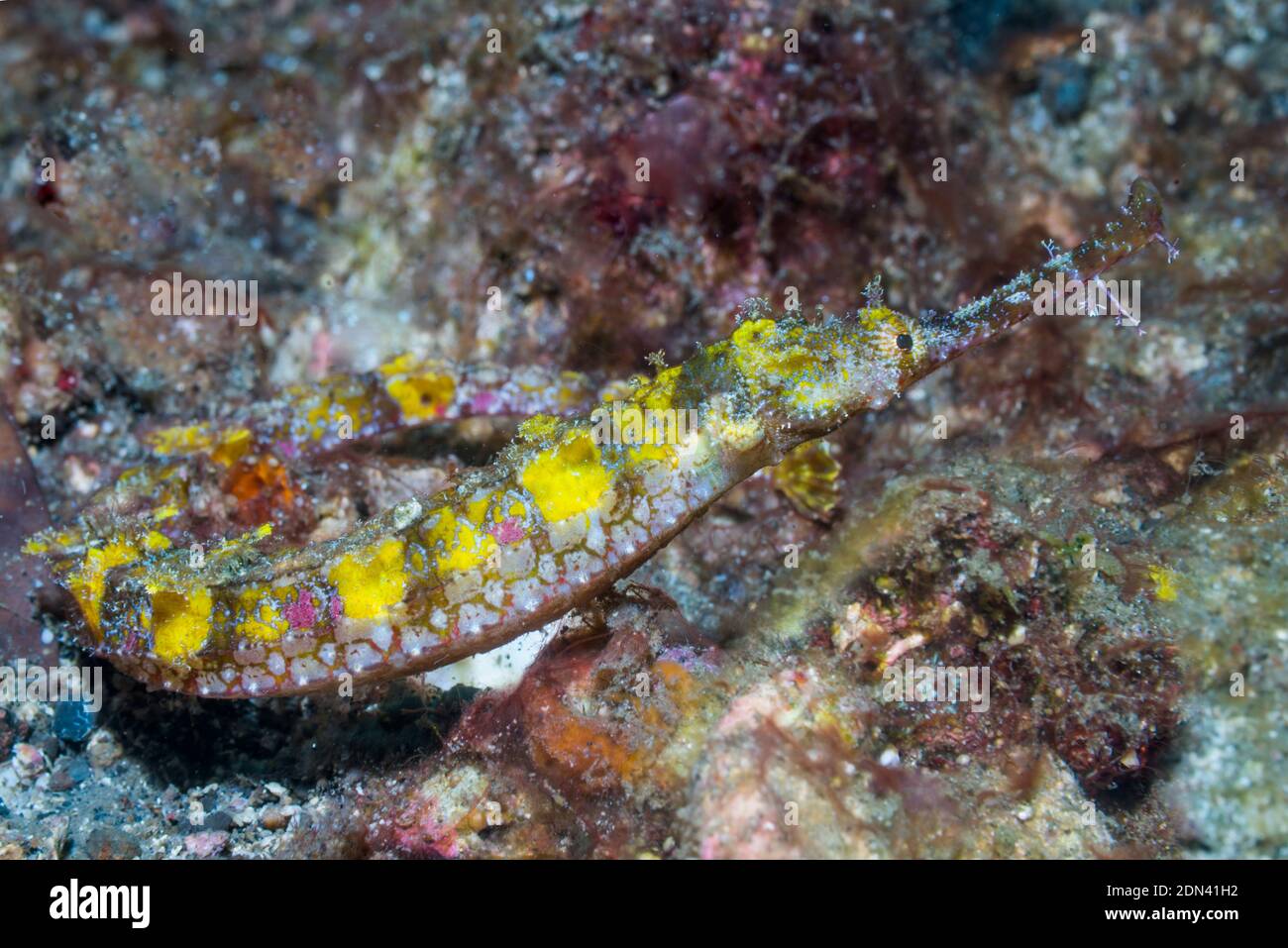 Agujas de mar ornamentado [Halicampus macrorhynchus]. Estrecho de Lembeh, al norte de Sulawesi, Indonesia. Foto de stock