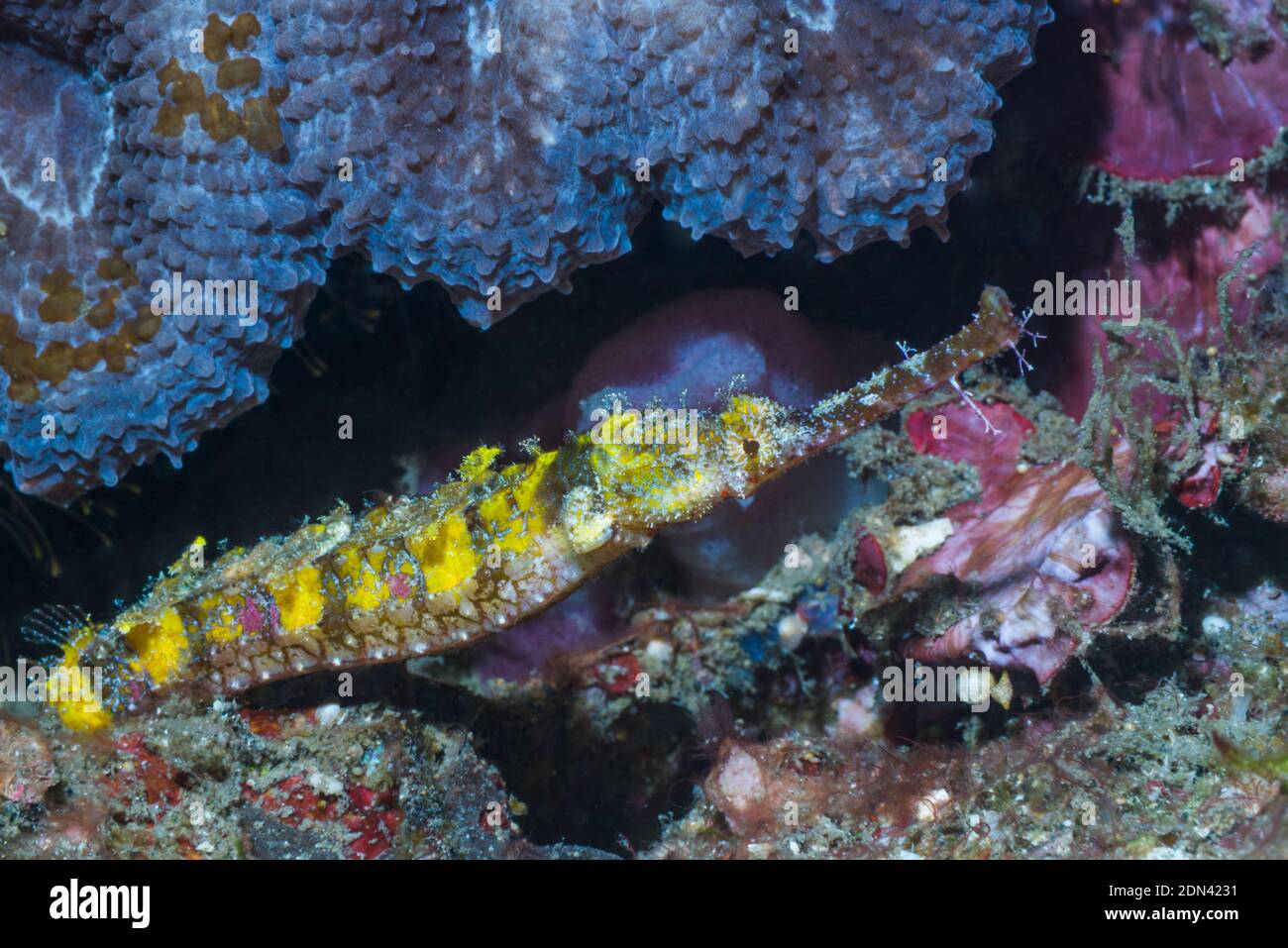 Agujas de mar ornamentado [Halicampus macrorhynchus]. Estrecho de Lembeh, al norte de Sulawesi, Indonesia. Foto de stock