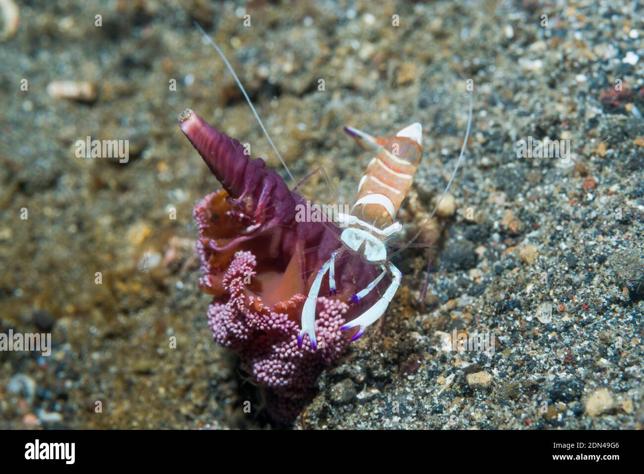 Magnífico camarón [Ancylomenes magnificus] en un seapen parcialmente enterrado. Estrecho de Lembeh, Sulawesi del Norte, Indonesia. Foto de stock