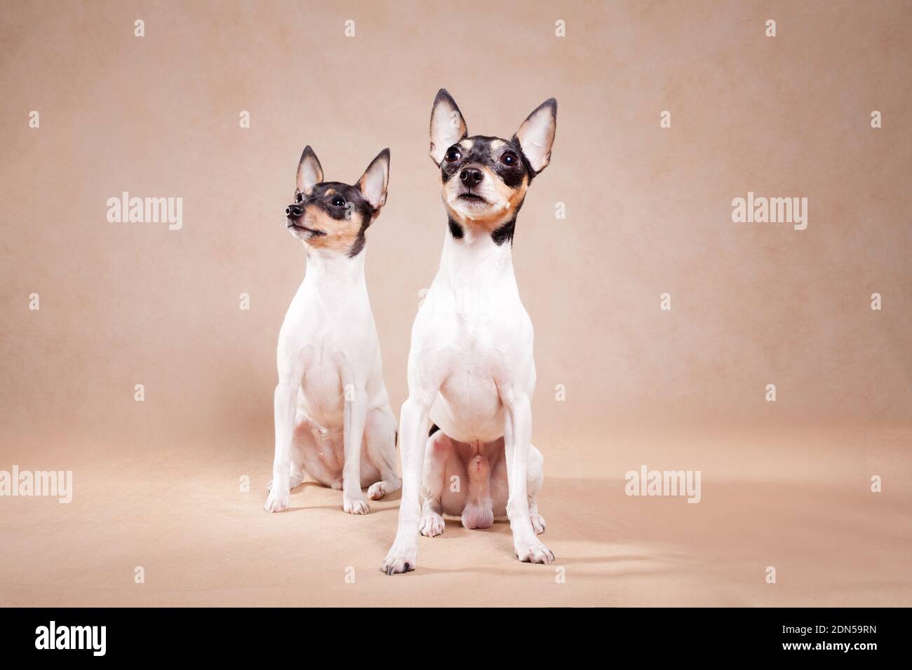 Dos perros de raza el zorro americano de eso a terrier se sienta sobre un fondo beige Foto de stock
