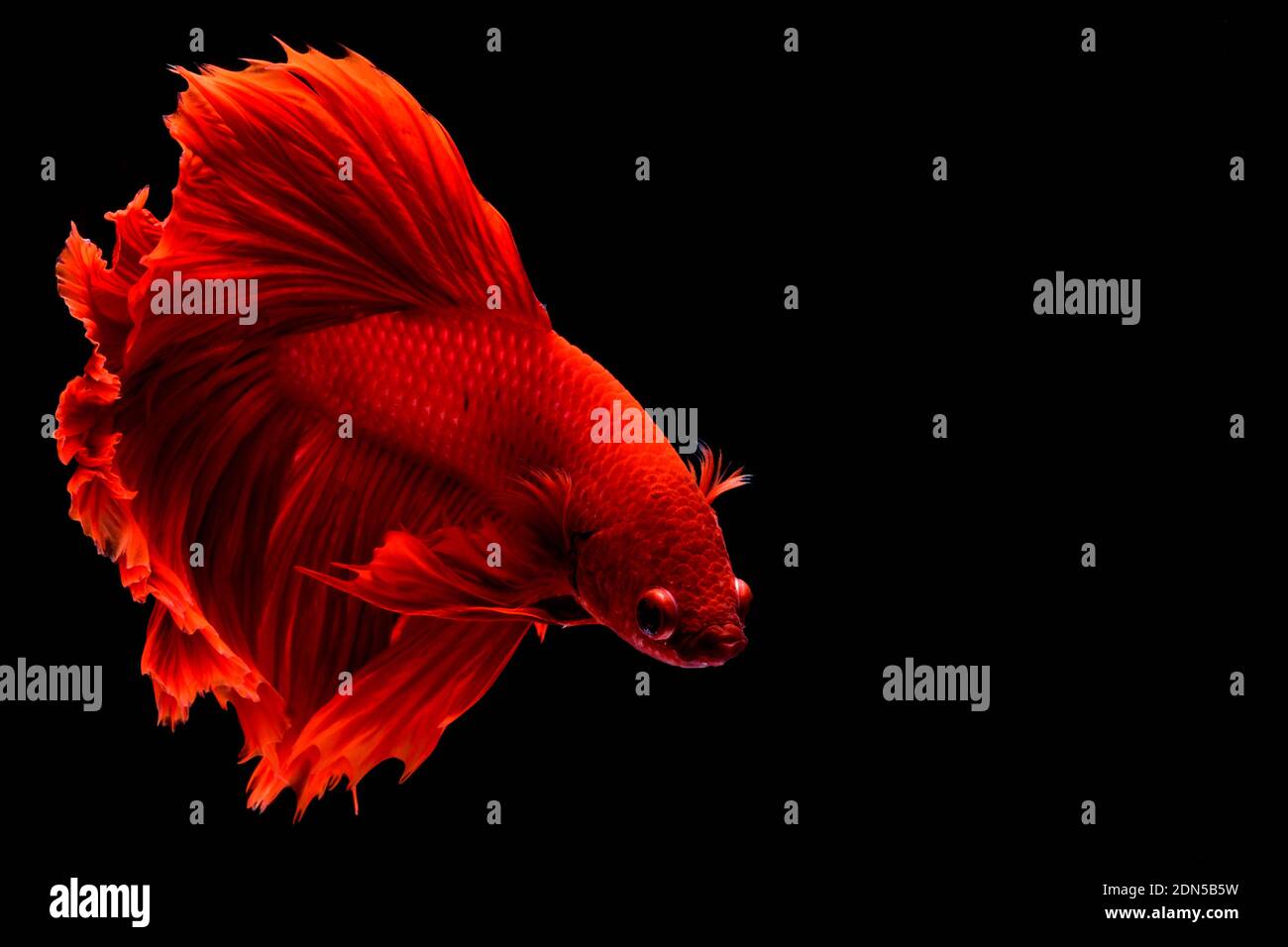 Pescado rojo que lucha. Aletas y