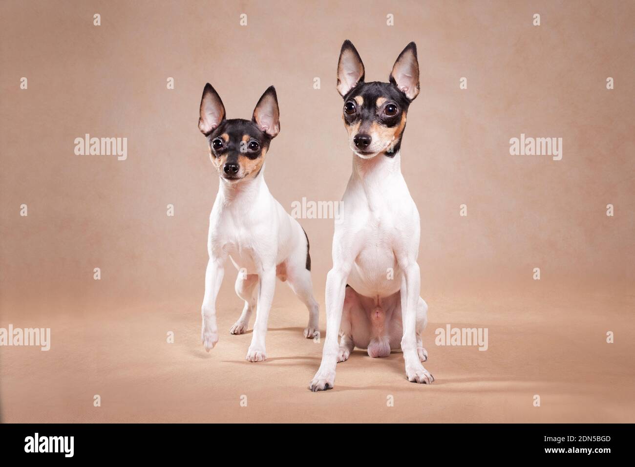 Dos perros de raza el zorro americano de eso a terrier se sienta sobre un fondo beige Foto de stock