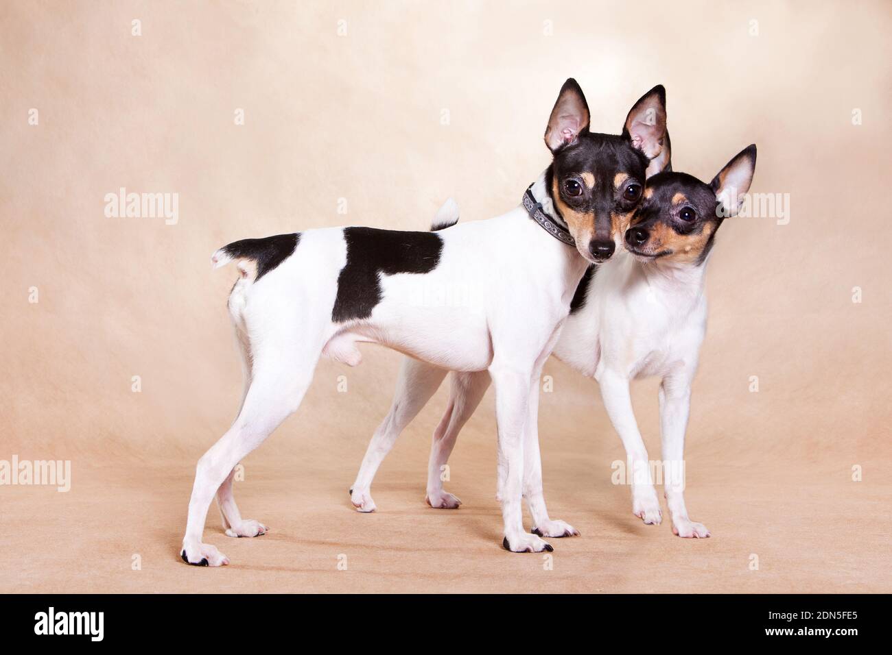 Dos americanos los zorro de un terrier están de pie en beige antecedentes Foto de stock