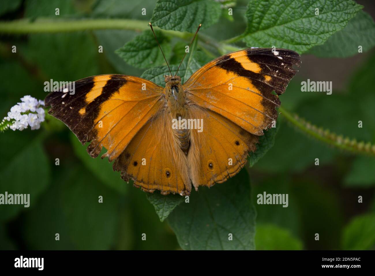 Mariposa en la hoja - Boleschallia Bisaltide Foto de stock