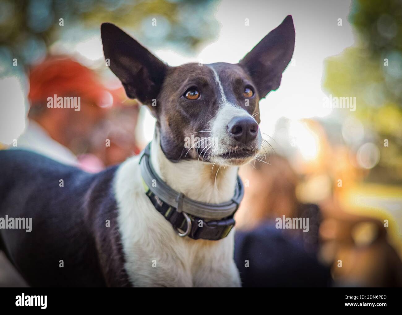 Primer plano Retrato de perro con orejas grandes en Festival Foto de stock