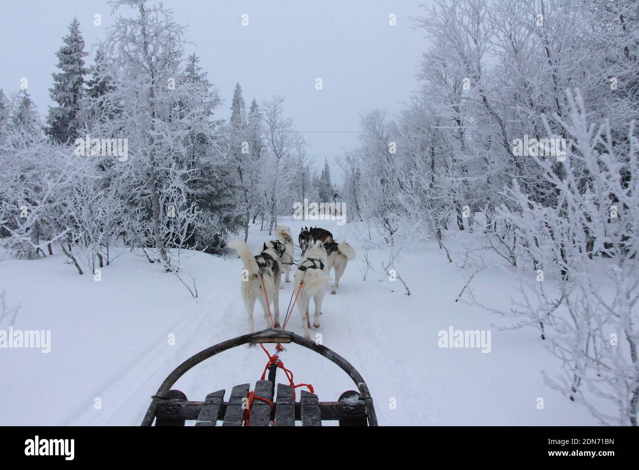 Vista de perros de trineo en tierra cubierta de nieve Fotografía de stock -  Alamy
