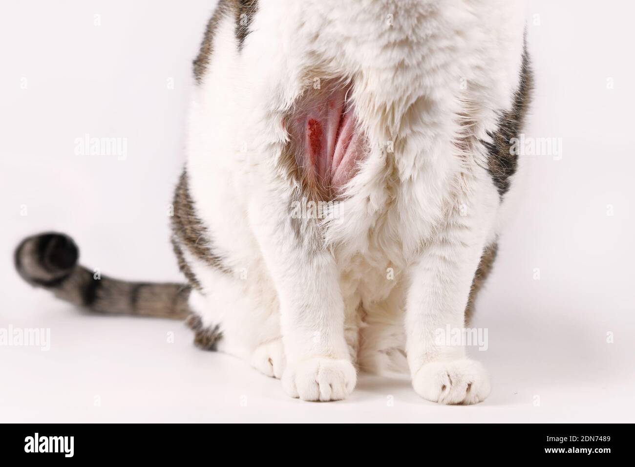 Gato con la herida infectada de la chatarra de la piel y la mancha calva  encendido brazo superior Fotografía de stock - Alamy