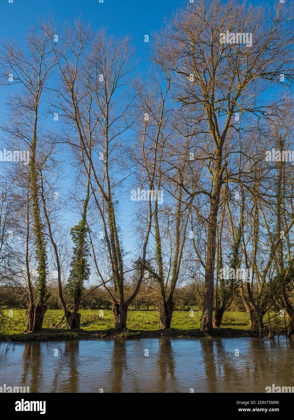 Bare Trees, Winter Landscape, River Thames, Reading, Berkshire, Inglaterra, Reino Unido, GB. Foto de stock