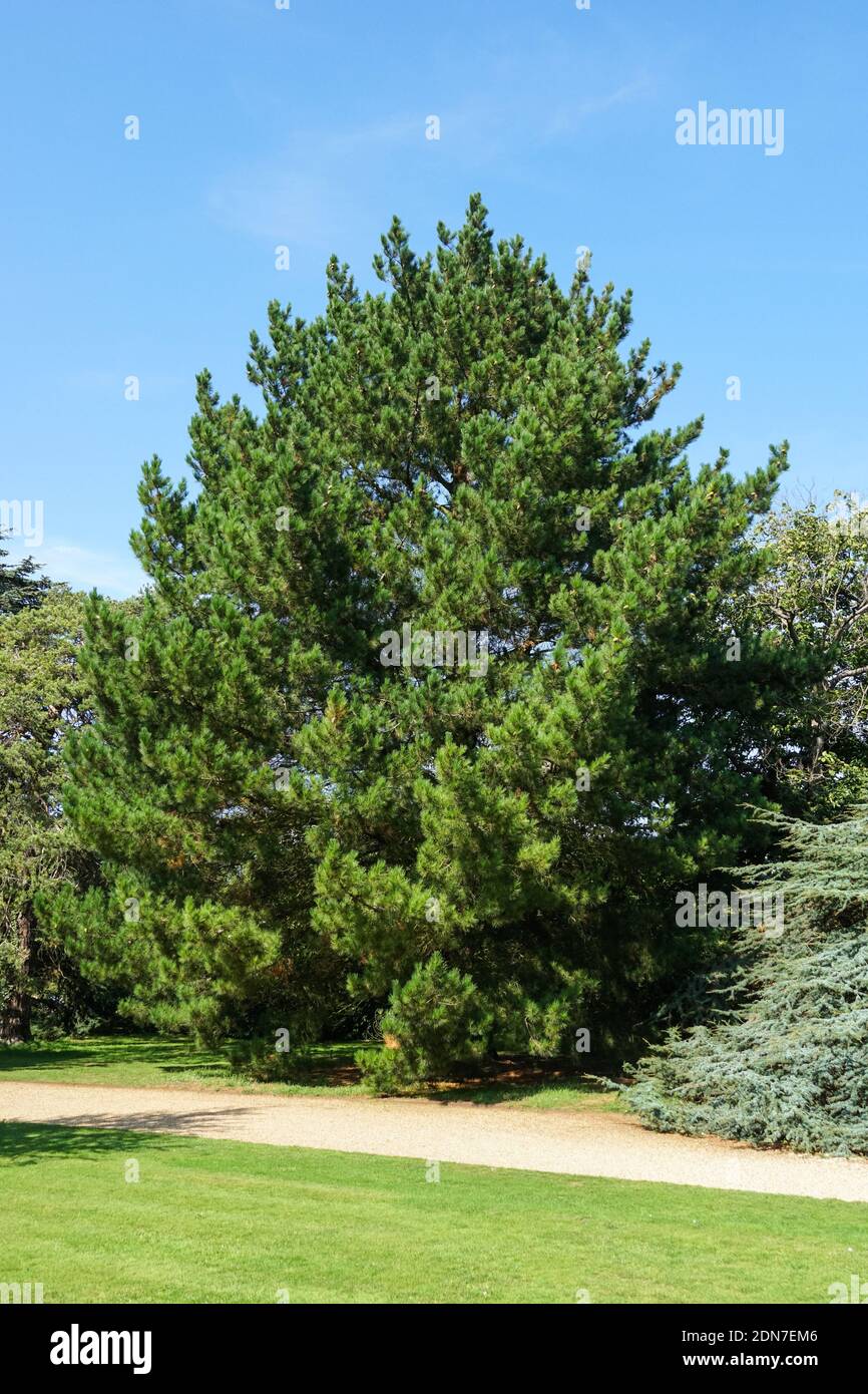 Pino Monterrey, Pinus radiata, árbol de coníferas siempre verde