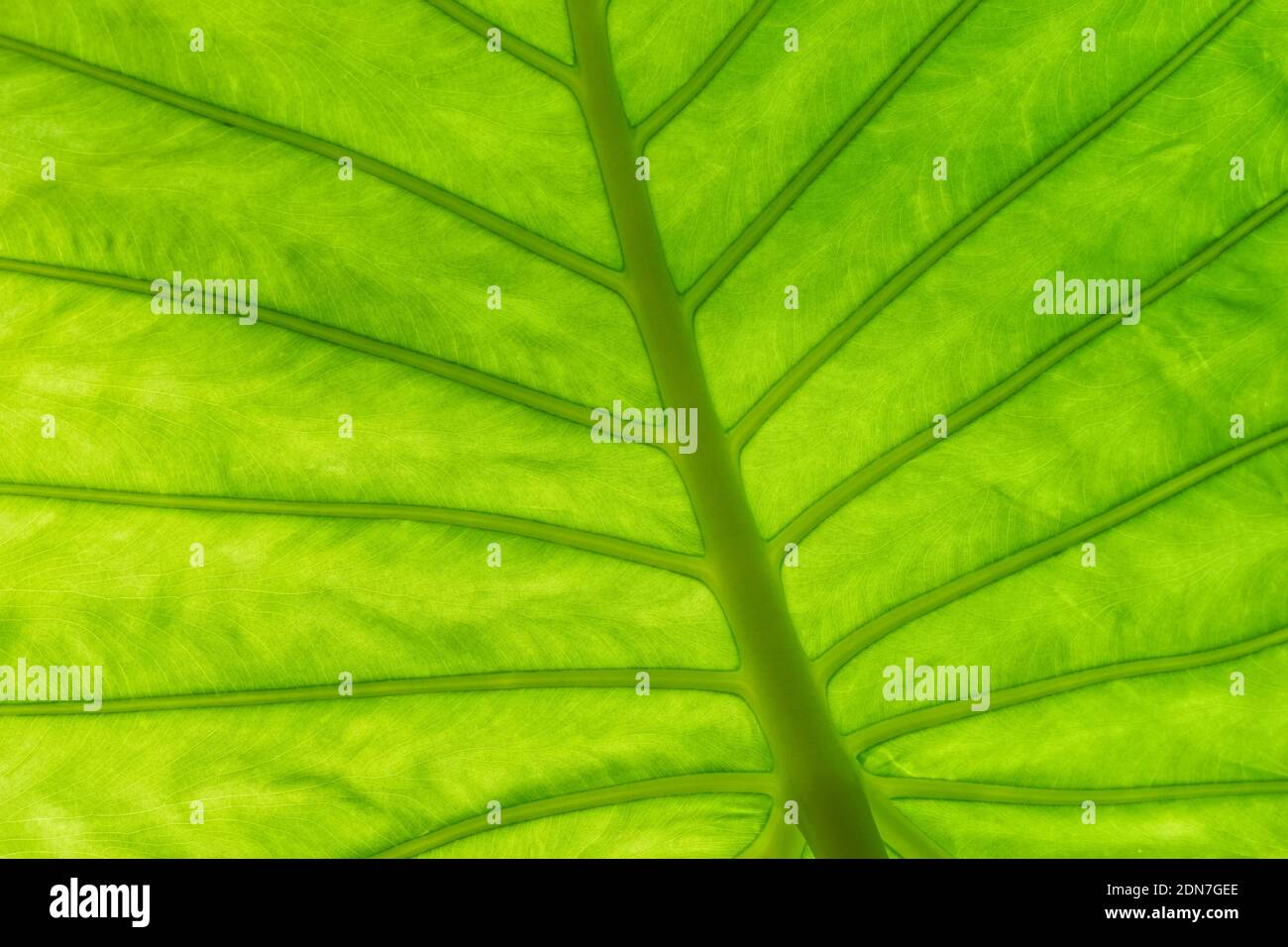 Hoja verde iluminada de fondo, fondo de textura de primer plano Foto de stock