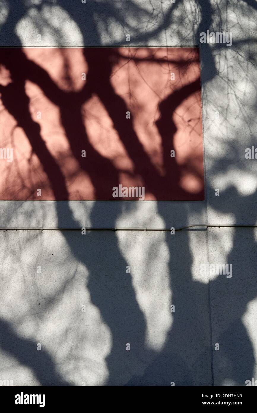 Las sombras de las ramas del árbol desnudas oscuras están arrojadas en la pared de un edificio en invierno Foto de stock