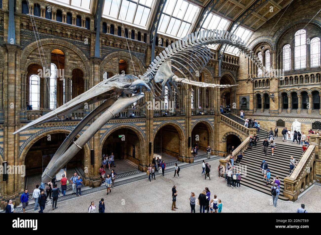 La Hintze Hall con esqueleto de ballena azul en el Museo de Historia Natural de Londres, Inglaterra, Reino Unido Foto de stock