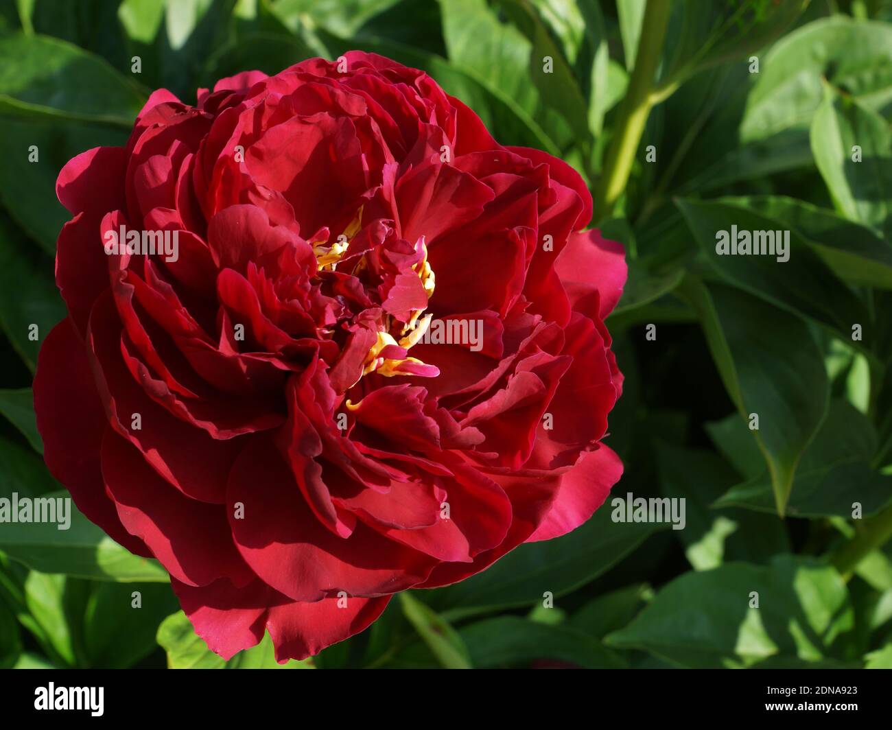 Paeonia fiel antiguo. Doble flor de peonía roja. Paeonia lactiflora (peonía China o peonía común de jardín). Foto de stock