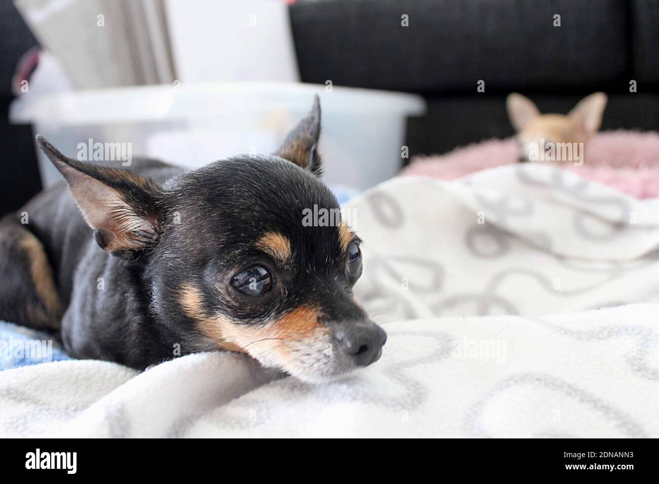 Dogs whisker fotografías e imágenes de alta resolución - Página 2 - Alamy