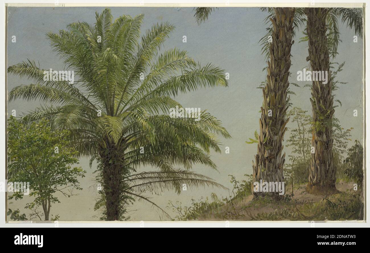 Palmeras, Jamaica, Frederic Edwin Church, American, 1826–1900, Pincel y  pintura al óleo sobre cartón, esbozo de aceite horizontal que muestra la  parte superior de una palmera, con una gloriosa corona de frondas
