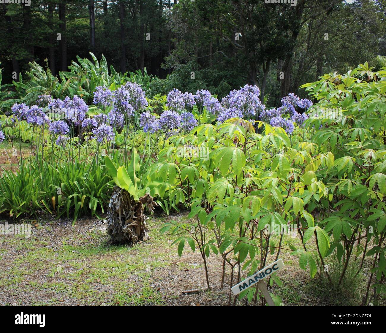 Isla Norfolk. Vida sostenible. Jardín de subsistencia con cultivos polinesios conocidos como Manioc. Foto de stock