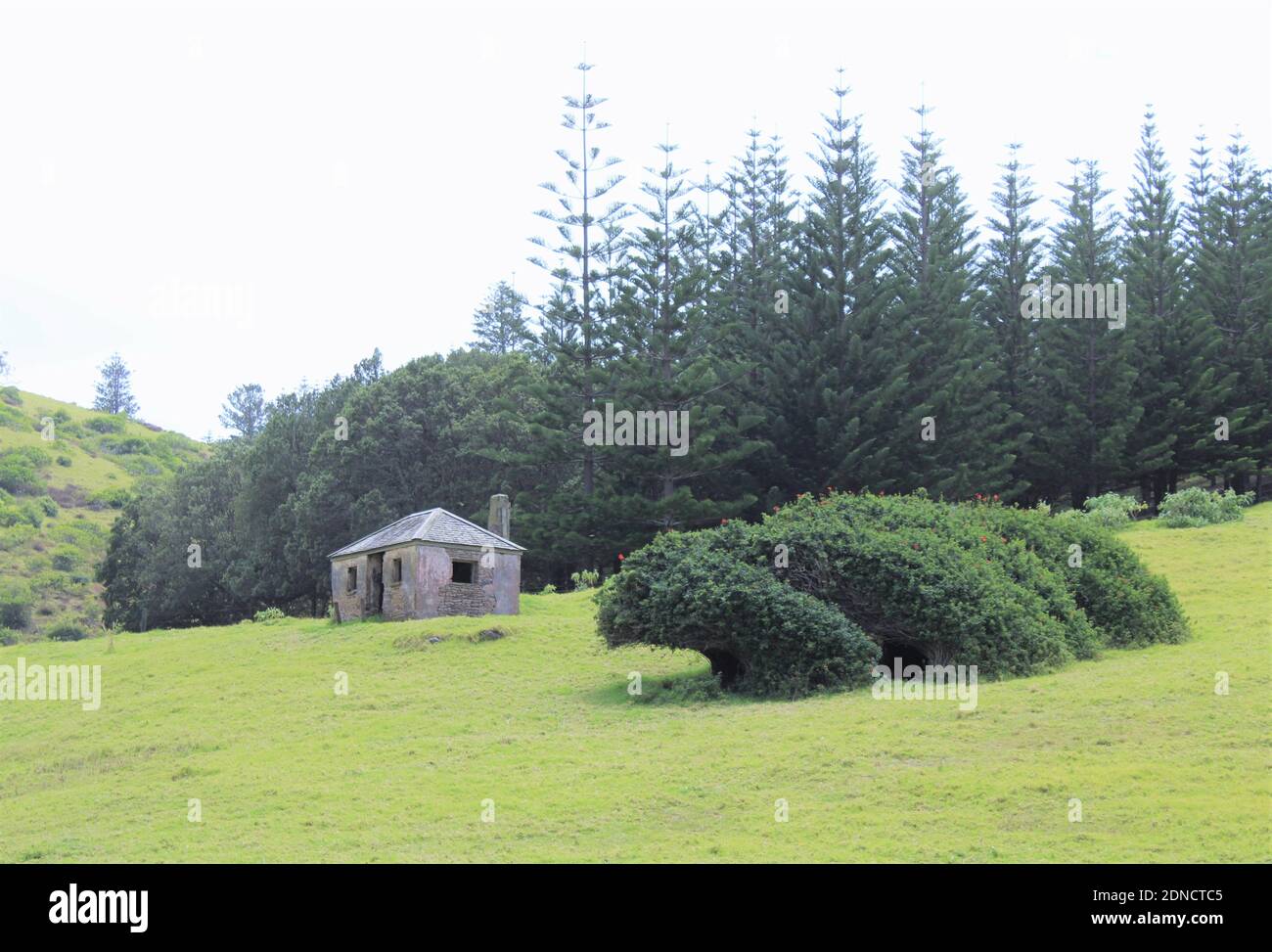 Isla Norfolk. Old Settler's Cabin, en la zona Patrimonio de la Humanidad, Kingston & Arthur's Vale Historic Area. Endémica Norfolk Island Pines. Foto de stock