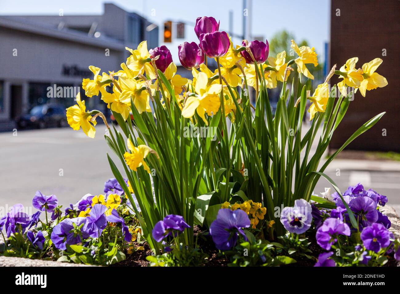 Escena de la calle con flores de primavera en una sembradora con una tienda en el fondo. Foto de stock