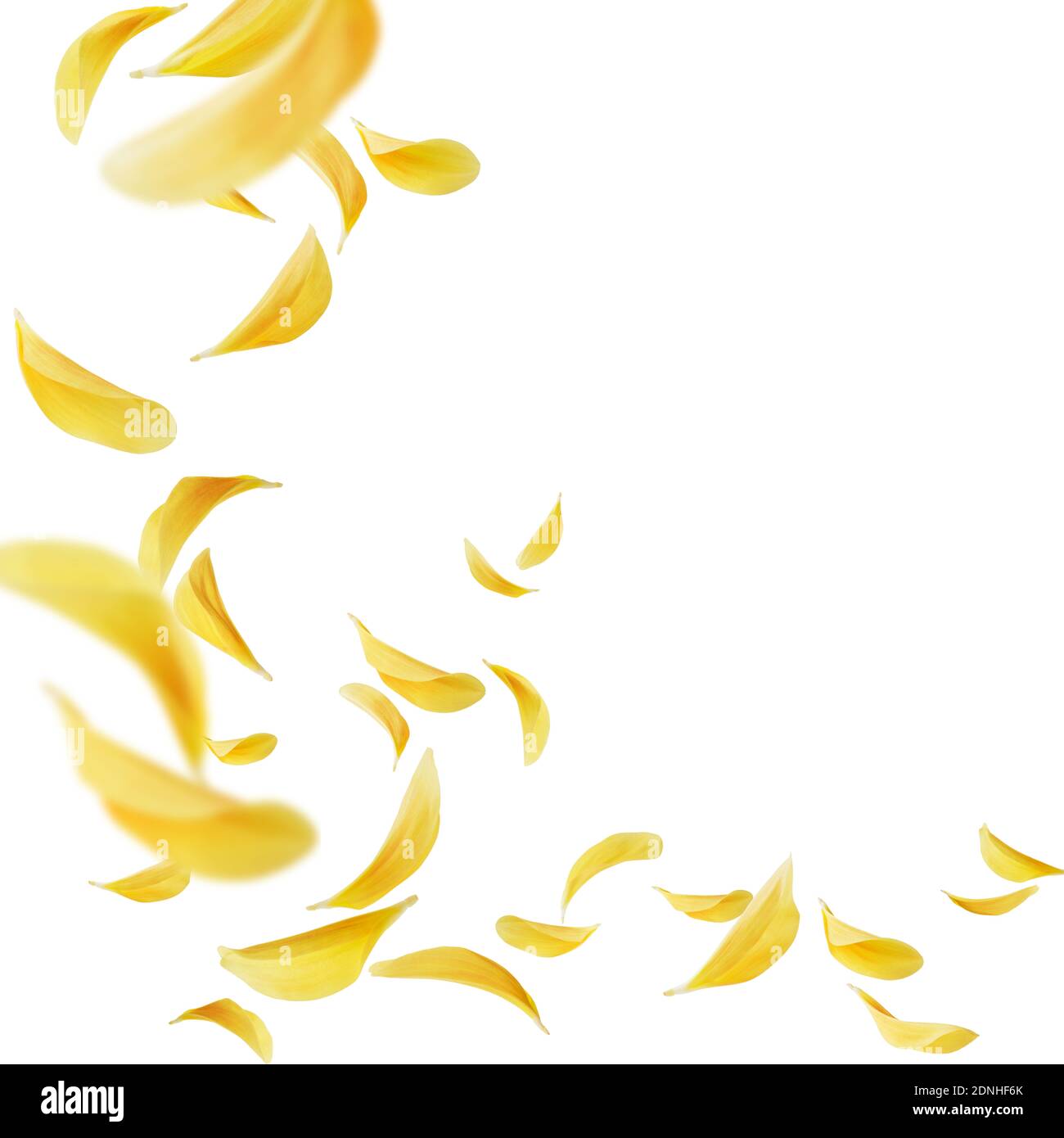 pétalos de dahlia amarilla volando aislados sobre blanco Foto de stock