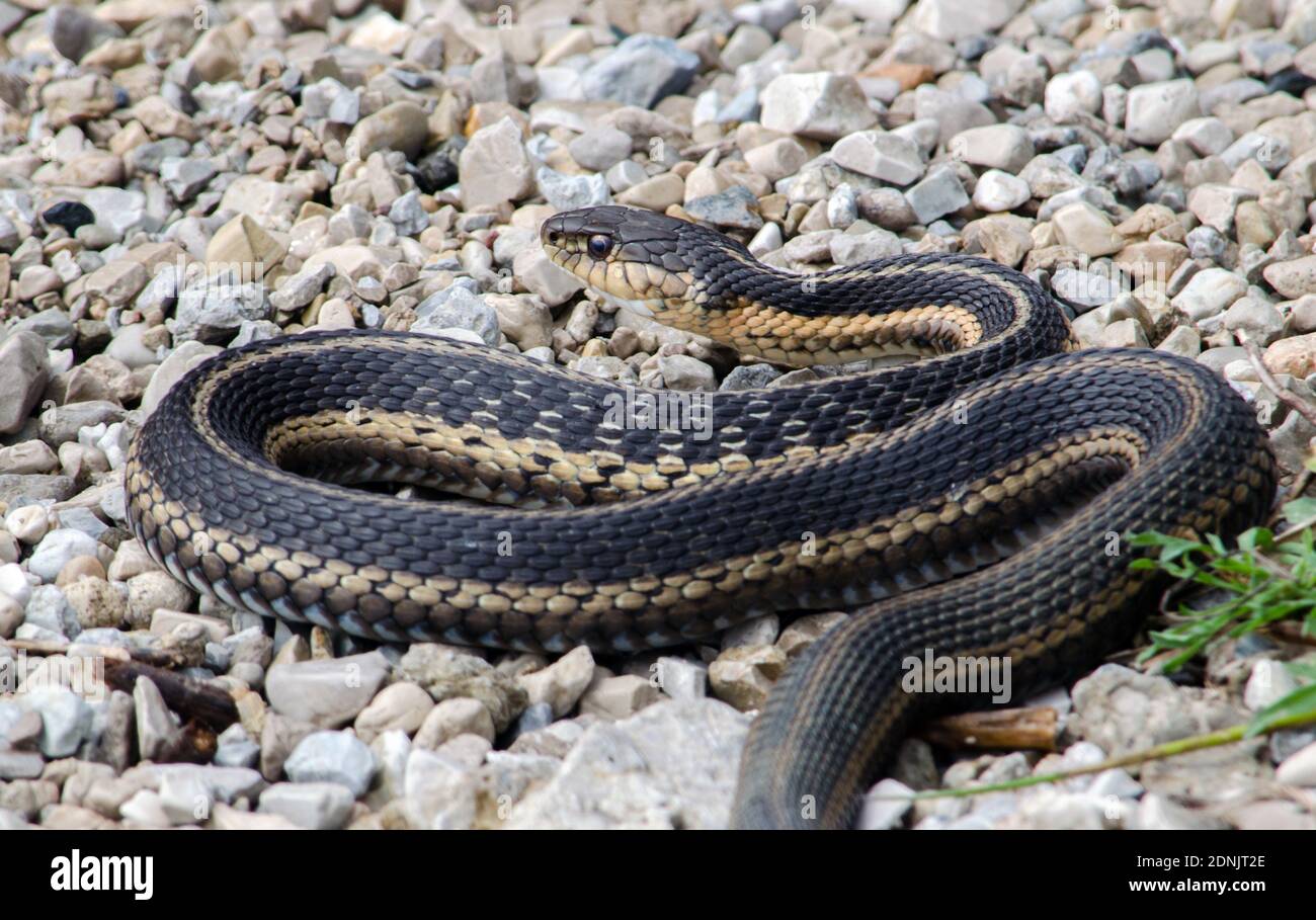Una gran serpiente negra de rata se desliza a lo largo de la grava cerca DE UN lago Foto de stock