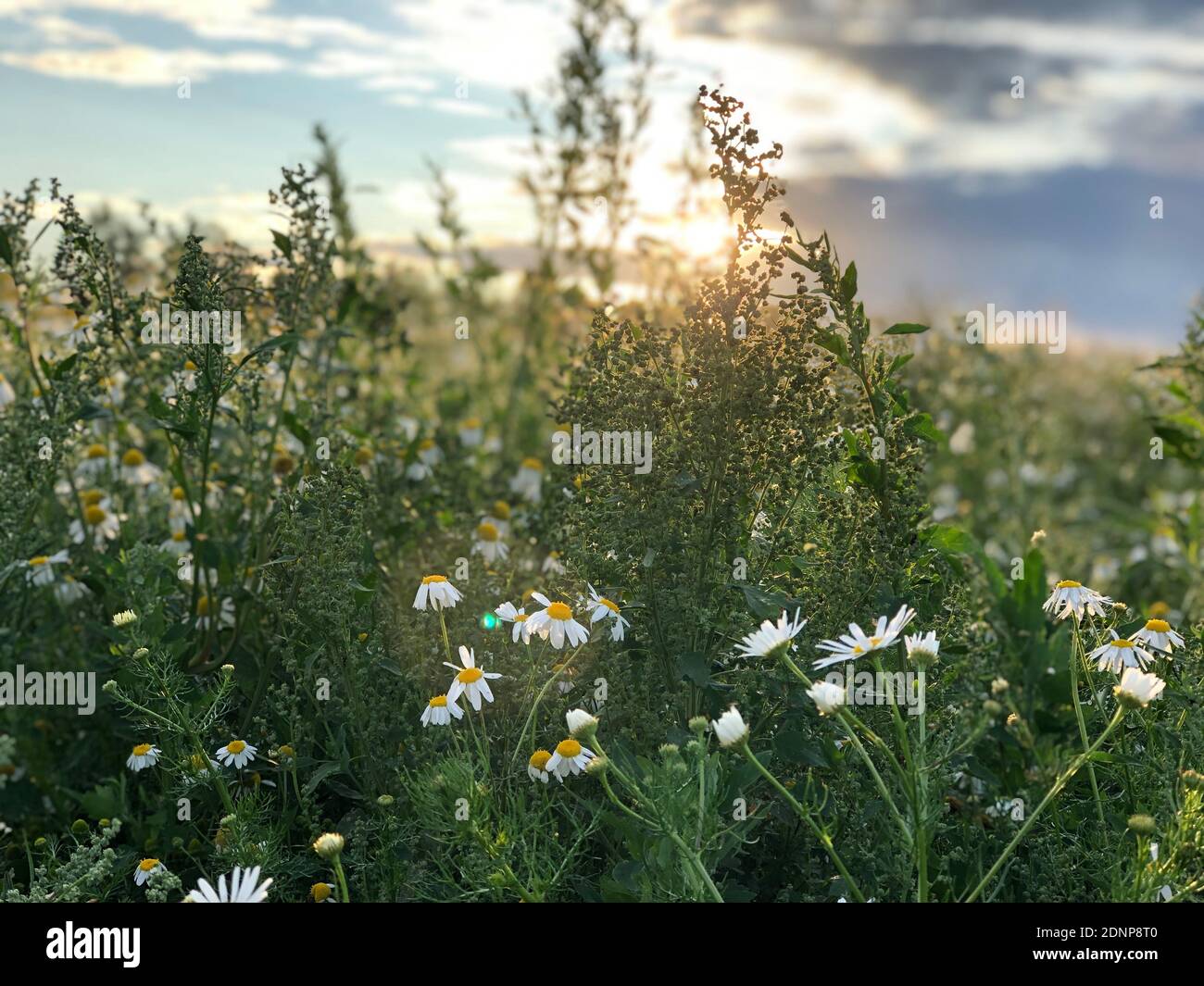Cerca de las plantas de floración blanca en campo Foto de stock