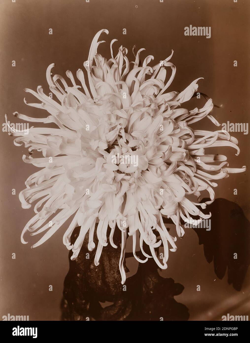 Wilhelm Weimar, crisantemo, papel de albúmina, proceso positivo en blanco y negro, tamaño de imagen: Altura: 23,80 cm; ancho: 17,40 cm, 195 y: B! Se vuelve más blanco a través de la amplificación. Tamaño, sello: Fotografía, flores Foto de stock