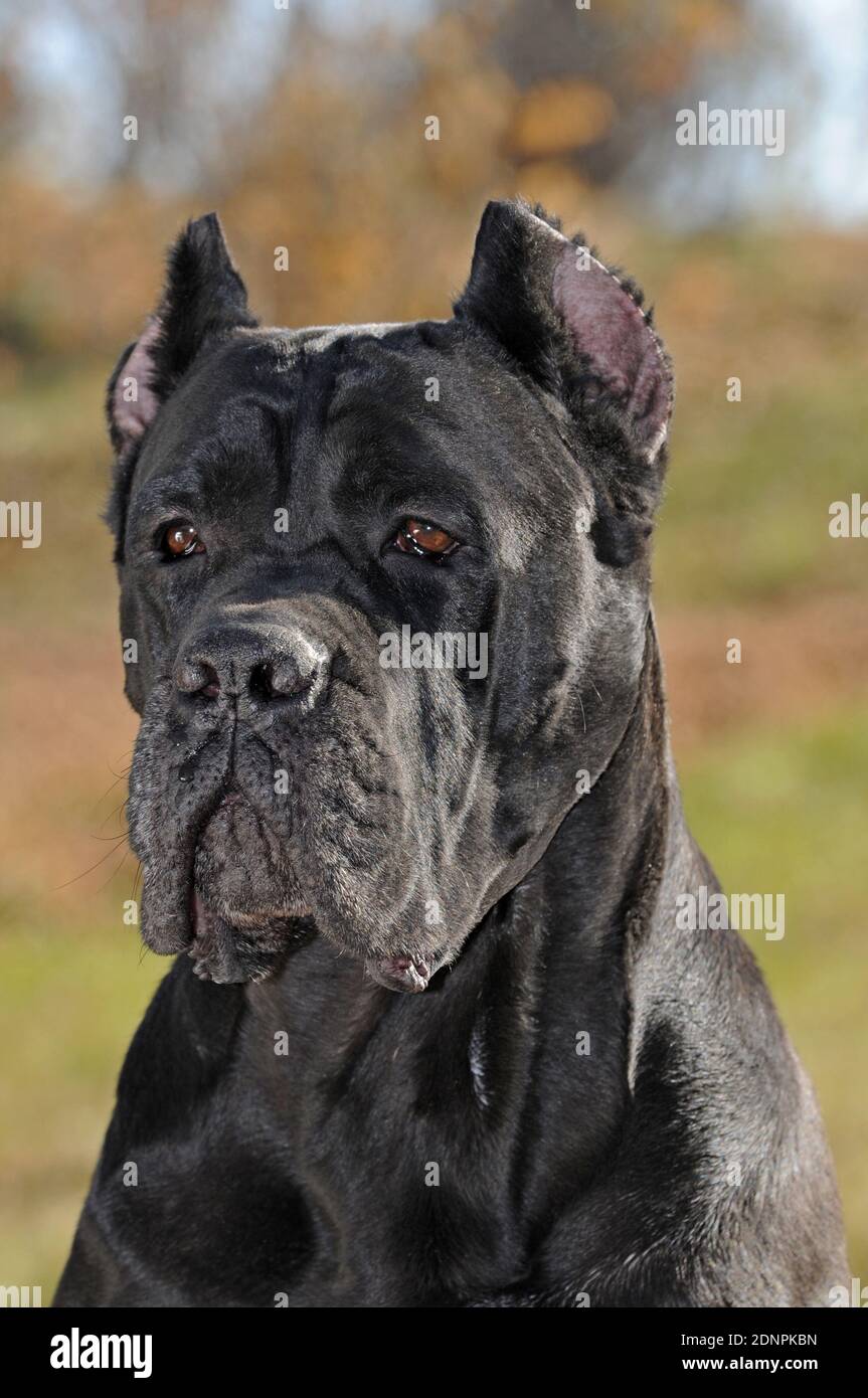 Cane Corso Italiano Foto de stock