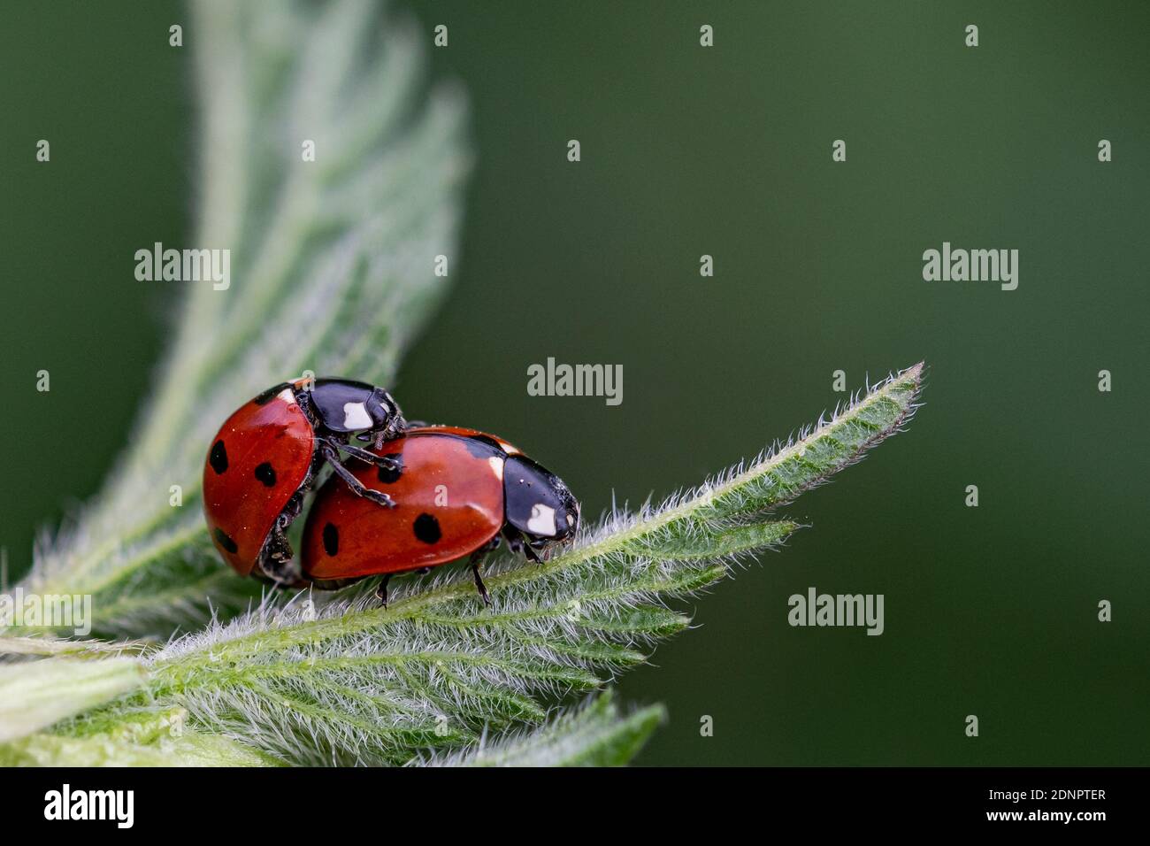 Hoja de flor de siete colores fotografías e imágenes de alta resolución -  Página 2 - Alamy