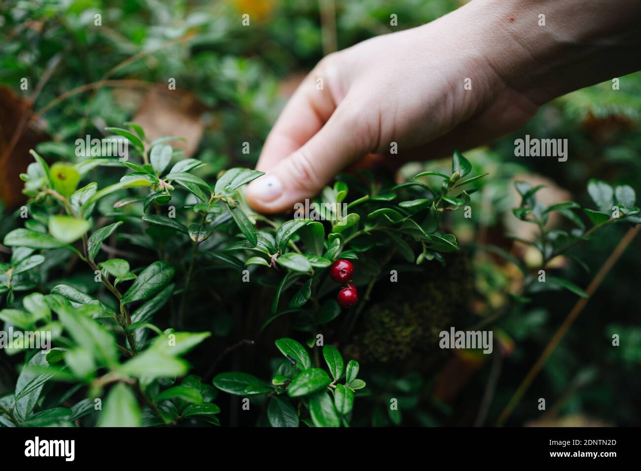 Primer plano de una persona que recoge bayas frescas en el bosque, Rusia Foto de stock